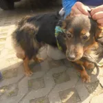 Znaleziono psa, Radom, 21 kwietnia 2018