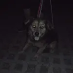Znaleziono psa, Radom, 9 sierpnia 2018