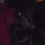 Znaleziono psa, Radom, 30 listopada 2018