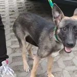 Znaleziono psa, Radom, 20 lipca 2019