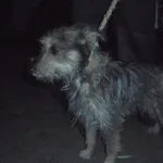 Znaleziono psa, Radom, 29 listopada 2018