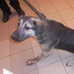 Znaleziono psa, Radom, 24 stycznia 2017