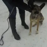 Znaleziono psa, Radom, 14 stycznia 2017