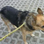 Znaleziono psa, Radom, 22 sierpnia 2013