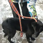 Znaleziono psa, Radom, 7 lutego 2018