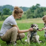 Pies do adopcji, Sosnowiec, 17 czerwca 2020