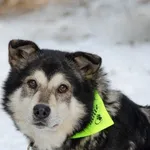Pies do adopcji, Sosnowiec, 4 stycznia 2021