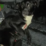 Znaleziono psa, Radom, 20 grudnia 2017