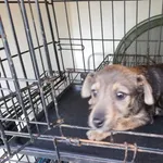 Znaleziono psa, Radom, 6 lutego 2019