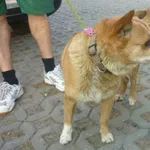 Znaleziono psa, Radom, 19 sierpnia 2015