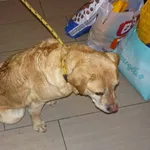 Znaleziono psa, Radom, 8 marca 2013