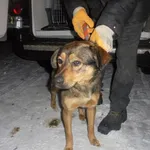 Znaleziono psa, Radom, 30 listopada 2016