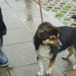 Znaleziono psa, Radom, 29 maja 2014