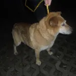 Znaleziono psa, Radom, 11 października 2017