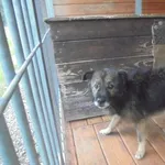 Znaleziono psa, Radom, 23 września 2017