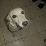 Znaleziono psa, Radom, 12 sierpnia 2018
