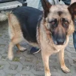 Znaleziono psa, Radom, 14 czerwca 2019