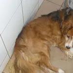 Znaleziono psa, Radom, 12 września 2013