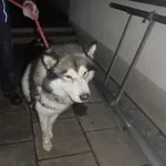 Znaleziono psa, Radom, 28 grudnia 2016