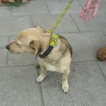 Znaleziono psa, Radom, 7 lipca 2014