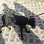 Znaleziono psa, Radom, 18 września 2018