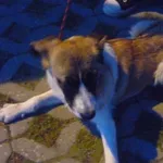 Znaleziono psa, Radom, 20 sierpnia 2014