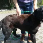 Znaleziono psa, Radom, 11 maja 2018