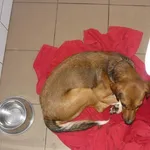 Znaleziono psa, Radom, 30 sierpnia 2014