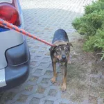 Znaleziono psa, Radom, 28 września 2016