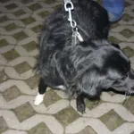 Znaleziono psa, Radom, 28 września 2014
