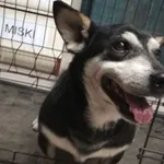 Znaleziono psa, Radom, 21 czerwca 2019