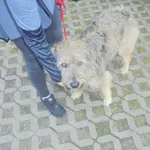 Znaleziono psa, Radom, 11 kwietnia 2018