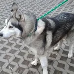 Znaleziono psa, Radom, 15 grudnia 2018