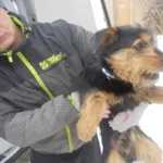 Znaleziono psa, Radom, 5 lutego 2017