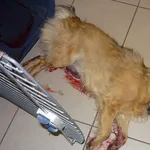 Znaleziono psa, Radom, 31 lipca 2014