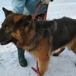 Znaleziono psa, Radom, 28 stycznia 2019
