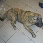 Znaleziono psa, Radom, 16 lutego 2017