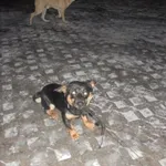 Znaleziono psa, Radom, 6 grudnia 2016