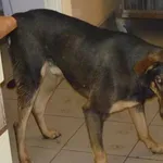 Znaleziono psa, Radom, 23 listopada 2014