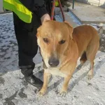 Znaleziono psa, Radom, 9 stycznia 2017