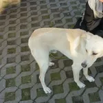 Znaleziono psa, Radom, 27 września 2014