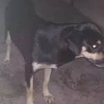 Znaleziono psa, Radom, 20 września 2019