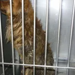 Znaleziono psa, Radom, 10 kwietnia 2015