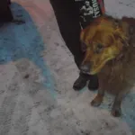 Znaleziono psa, Radom, 12 lutego 2018