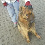 Znaleziono psa, Radom, 23 lutego 2017