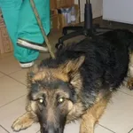 Znaleziono psa, Radom, 29 stycznia 2015