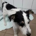 Znaleziono psa, Radom, 3 września 2018