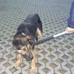Znaleziono psa, Radom, 30 maja 2014