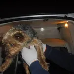 Znaleziono psa, Radom, 3 lutego 2017