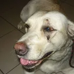 Znaleziono psa, Radom, 25 lipca 2014